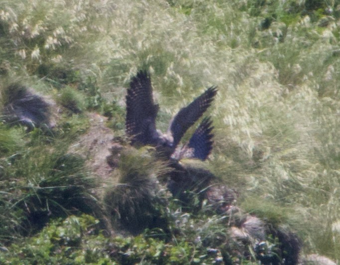 Peregrine Falcon (Peale's) - ML621358414