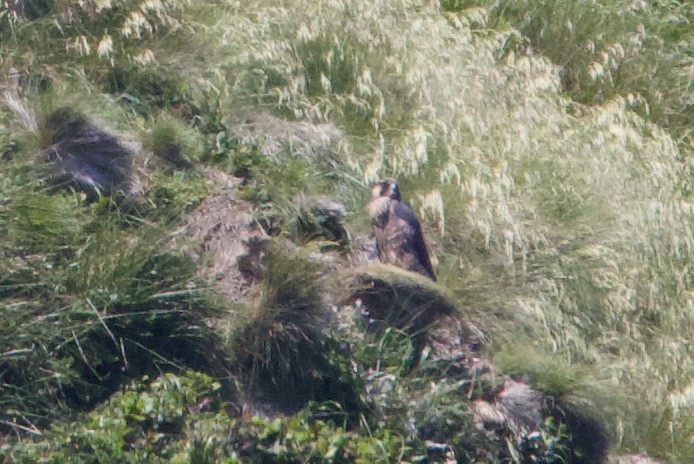 Peregrine Falcon (Peale's) - ML621358415