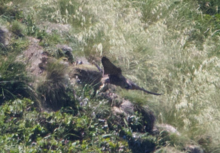 Peregrine Falcon (Peale's) - ML621358416