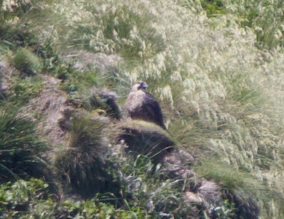 Peregrine Falcon (Peale's) - ML621358417