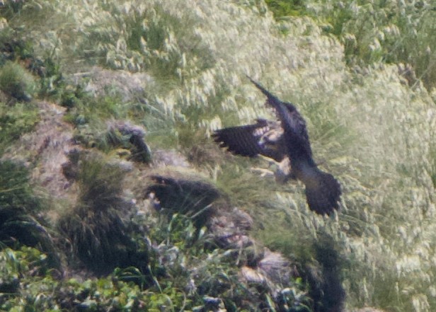 Peregrine Falcon (Peale's) - ML621358418