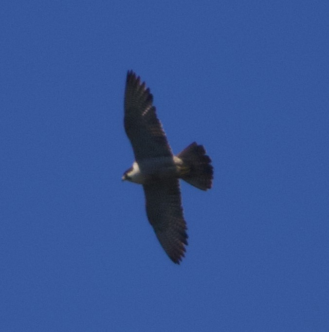 Peregrine Falcon (Peale's) - ML621358419