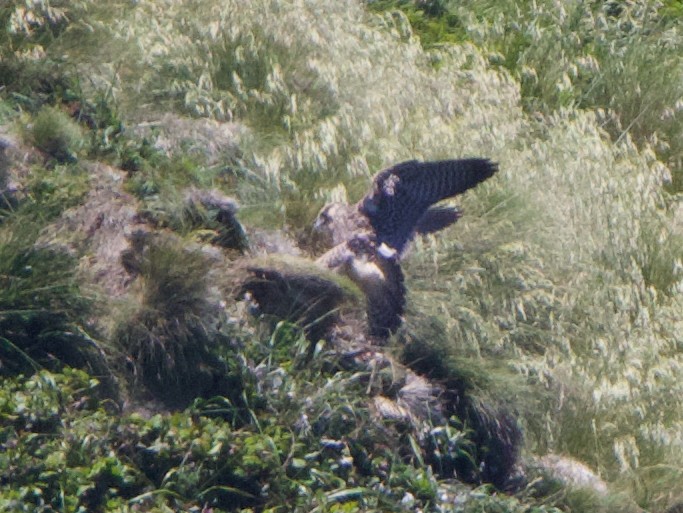 Peregrine Falcon (Peale's) - ML621358420