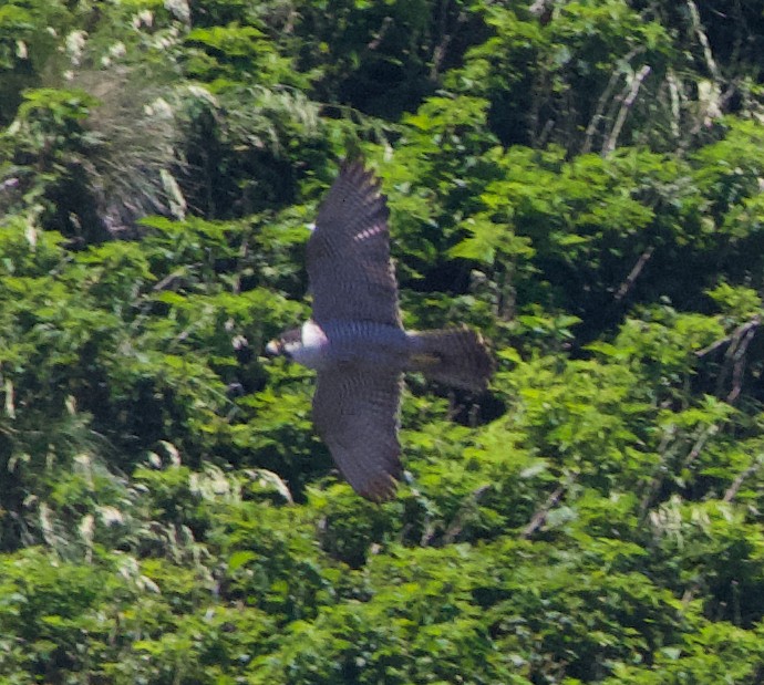 Peregrine Falcon (Peale's) - ML621358421