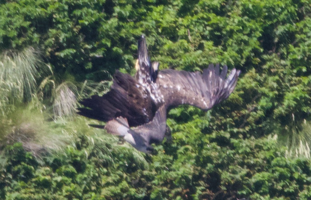 Peregrine Falcon (Peale's) - ML621358422