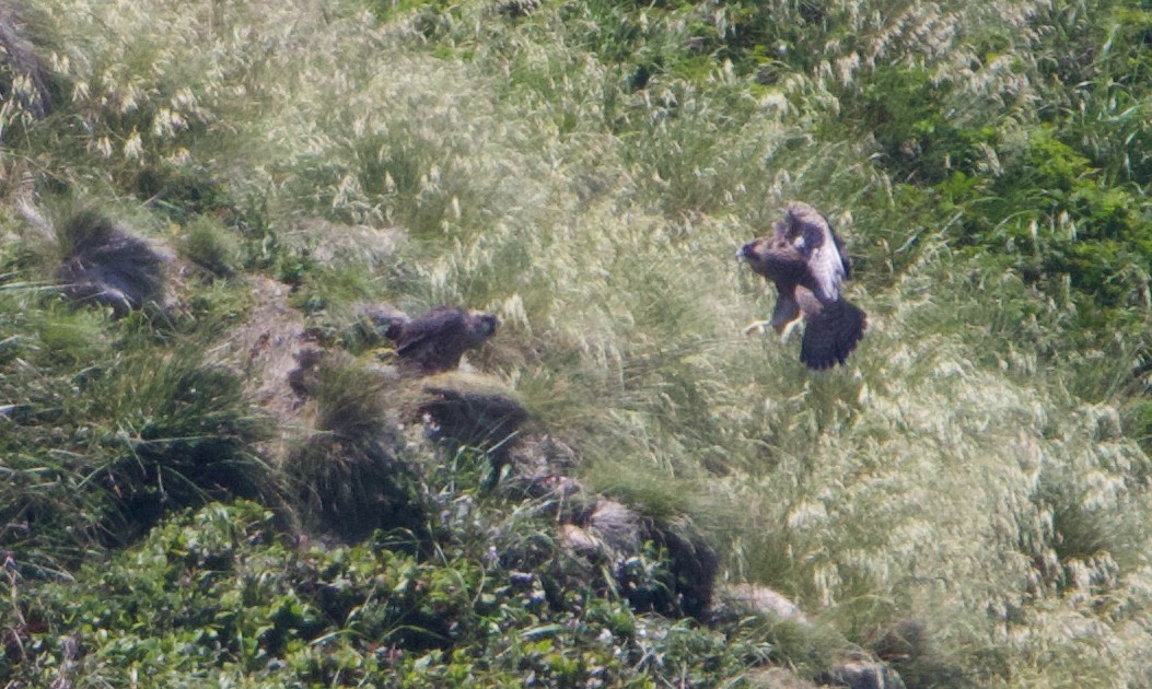 Peregrine Falcon (Peale's) - ML621358423