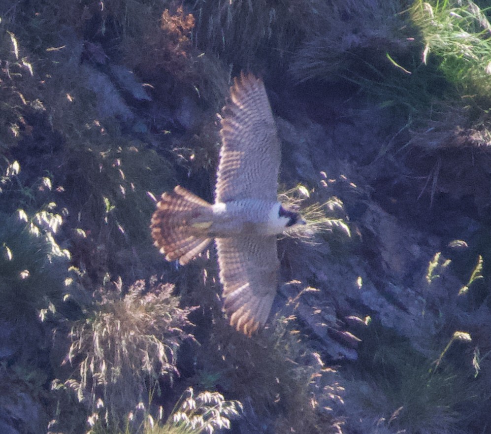 Peregrine Falcon (Peale's) - ML621358424