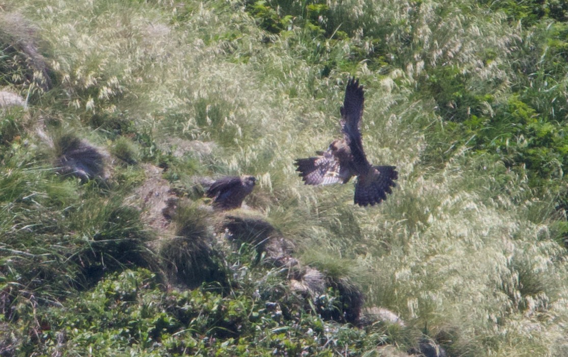 Peregrine Falcon (Peale's) - ML621358426