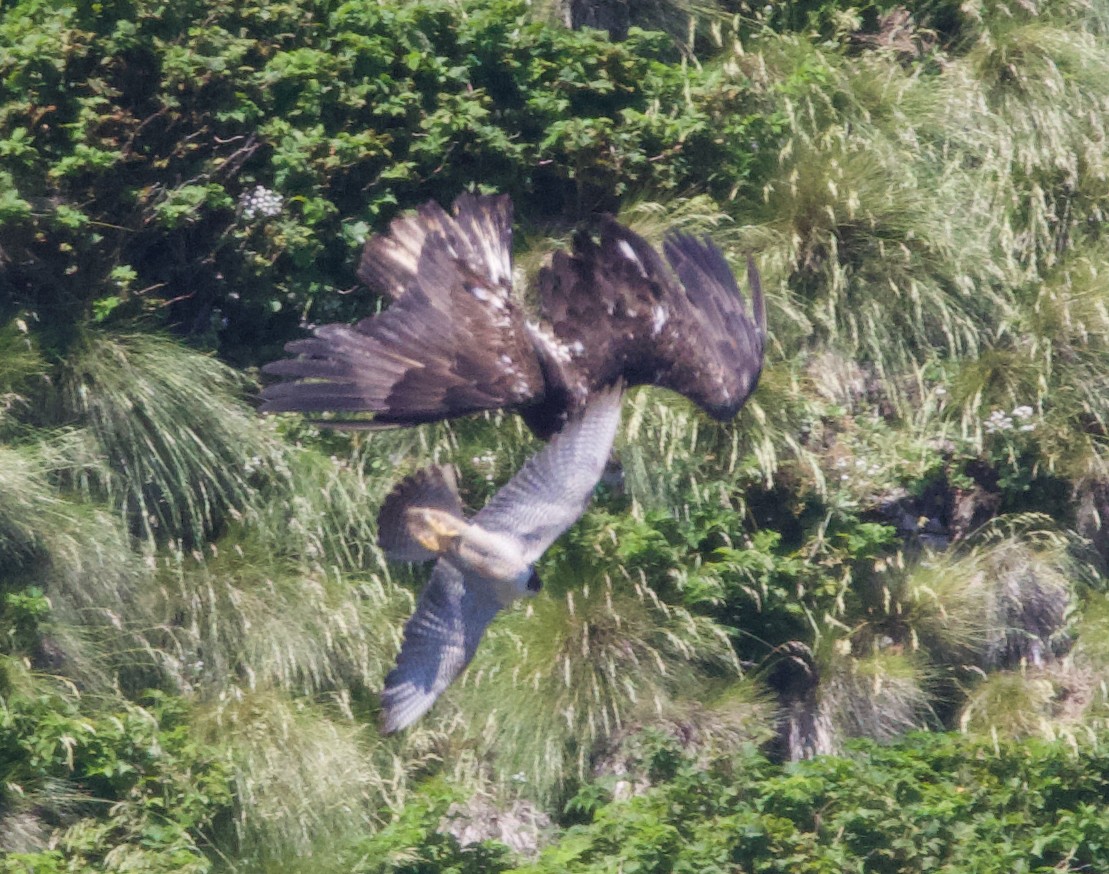 Peregrine Falcon (Peale's) - ML621358427