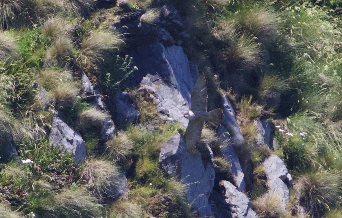 Peregrine Falcon (Peale's) - ML621358429