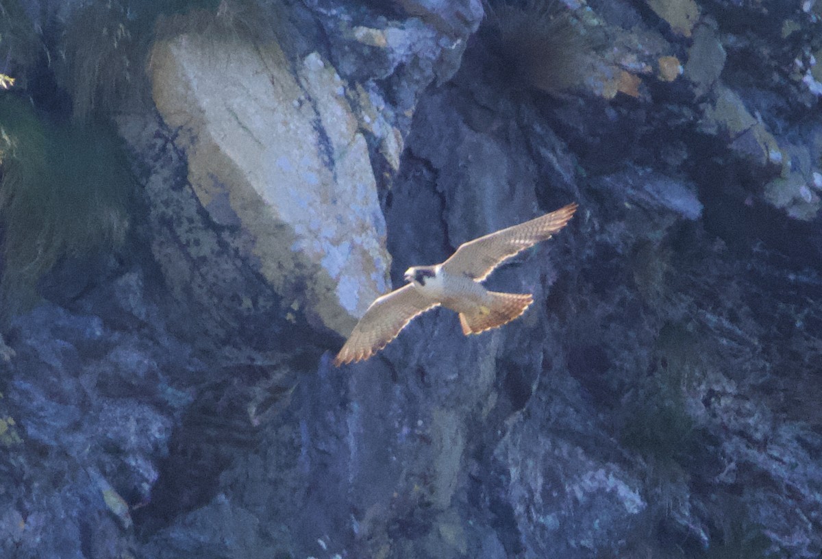 Peregrine Falcon (Peale's) - ML621358430