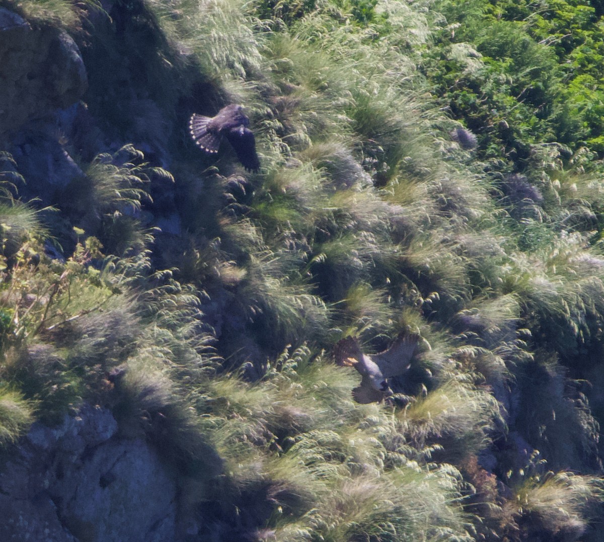 Peregrine Falcon (Peale's) - ML621358431