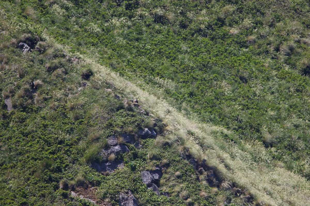 Peregrine Falcon (Peale's) - ML621358455