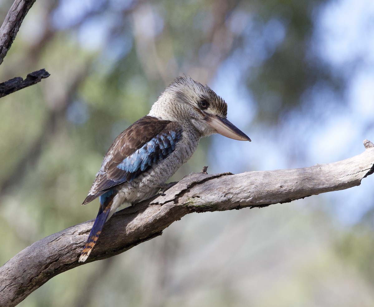 Blue-winged Kookaburra - ML621358498