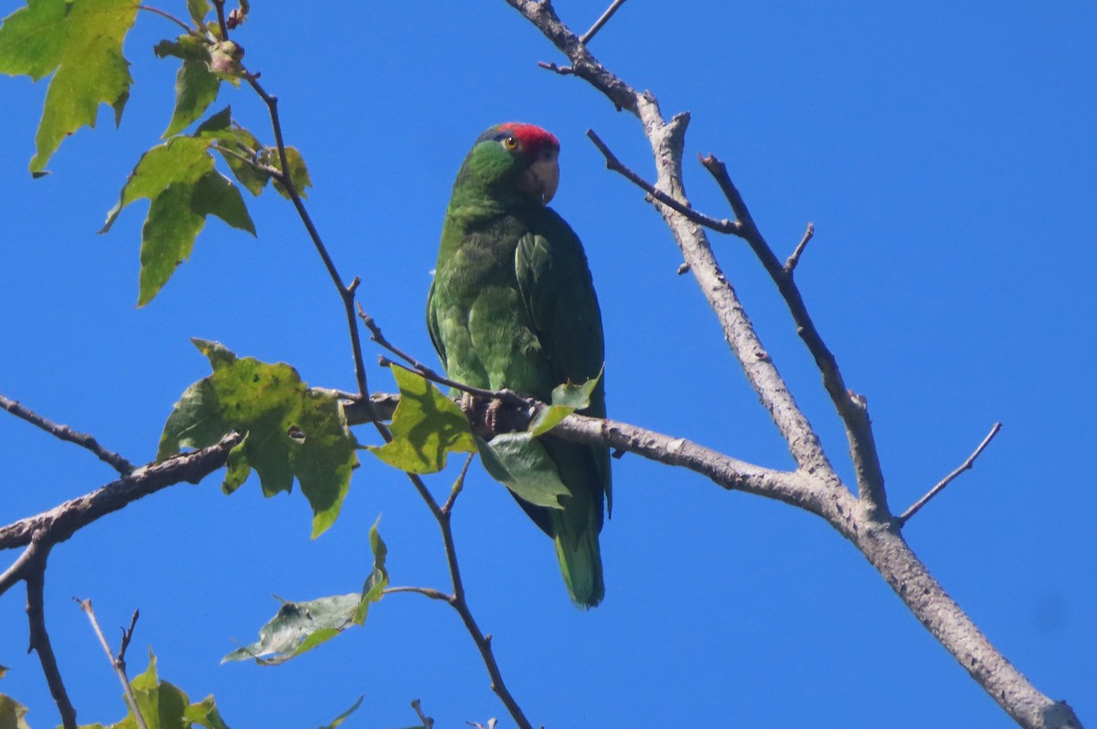 Red-crowned Amazon - ML621358512