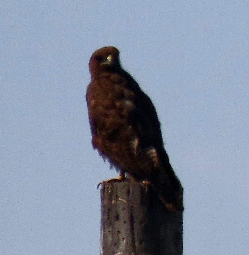 Buteo sp. - ML621358542