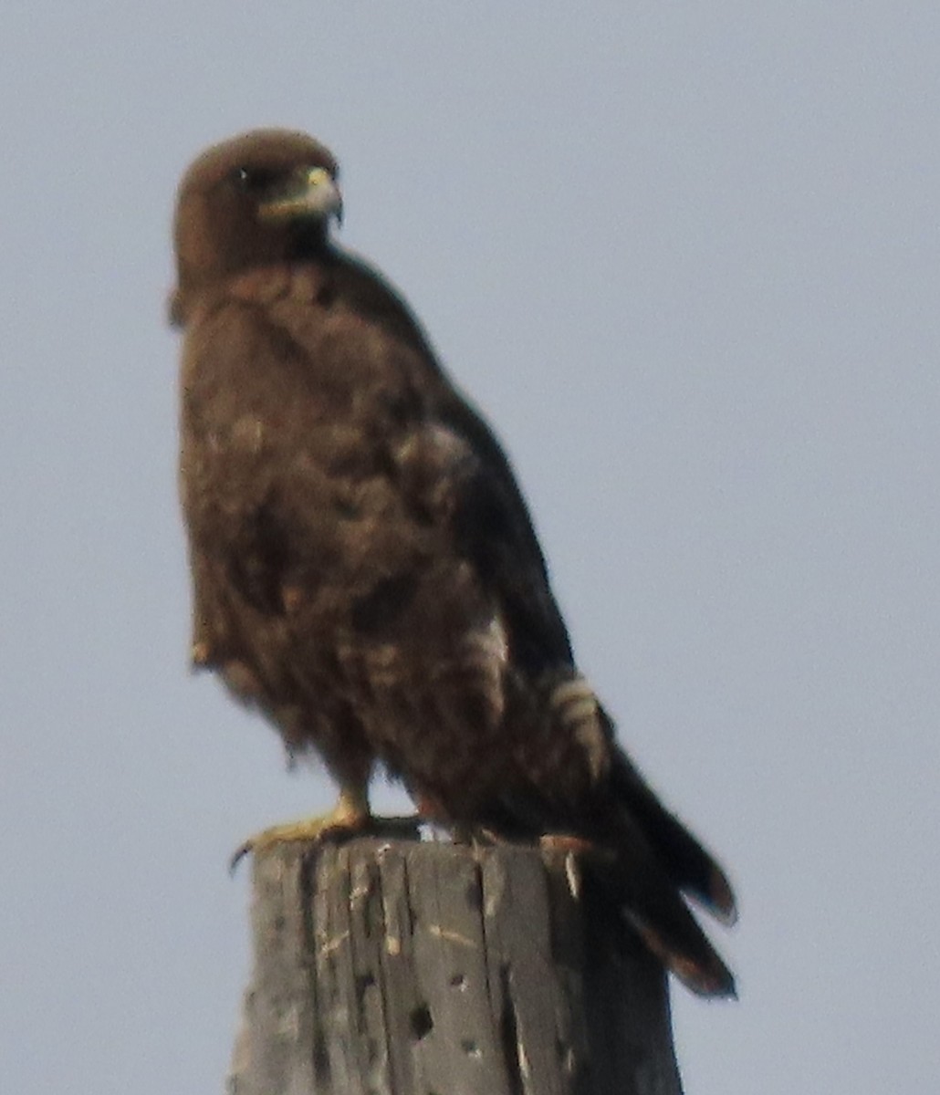 Buteo sp. - ML621358544