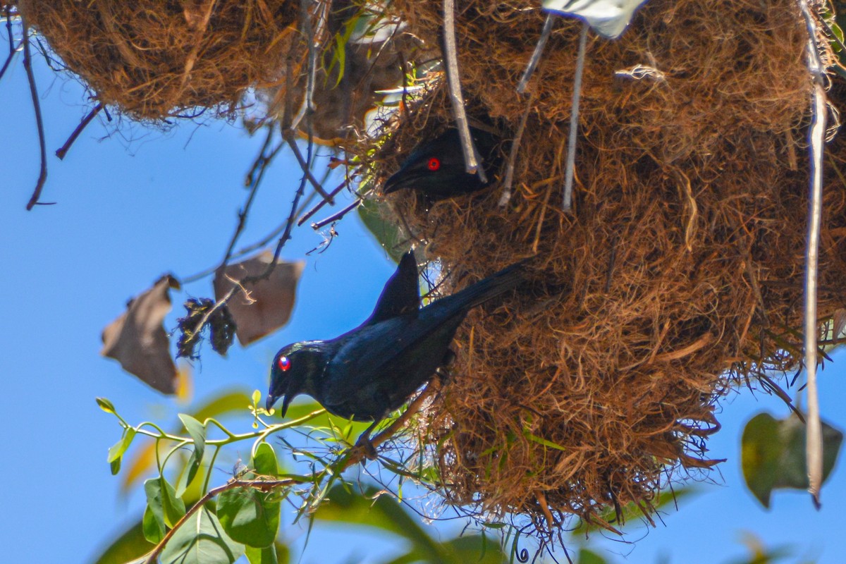 Metallic Starling - ML621358559