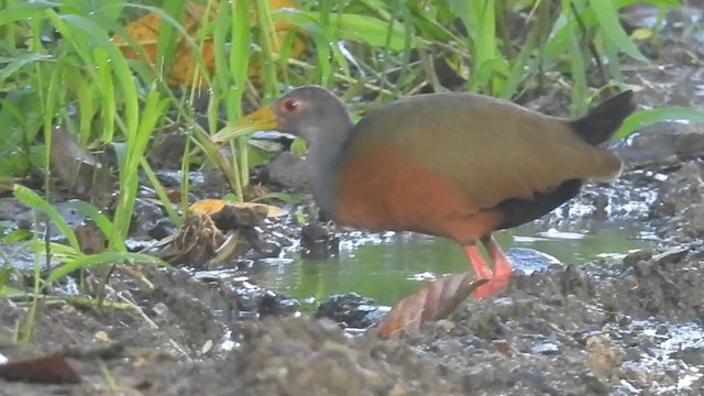 コンゴウモリクイナ - ML621358577