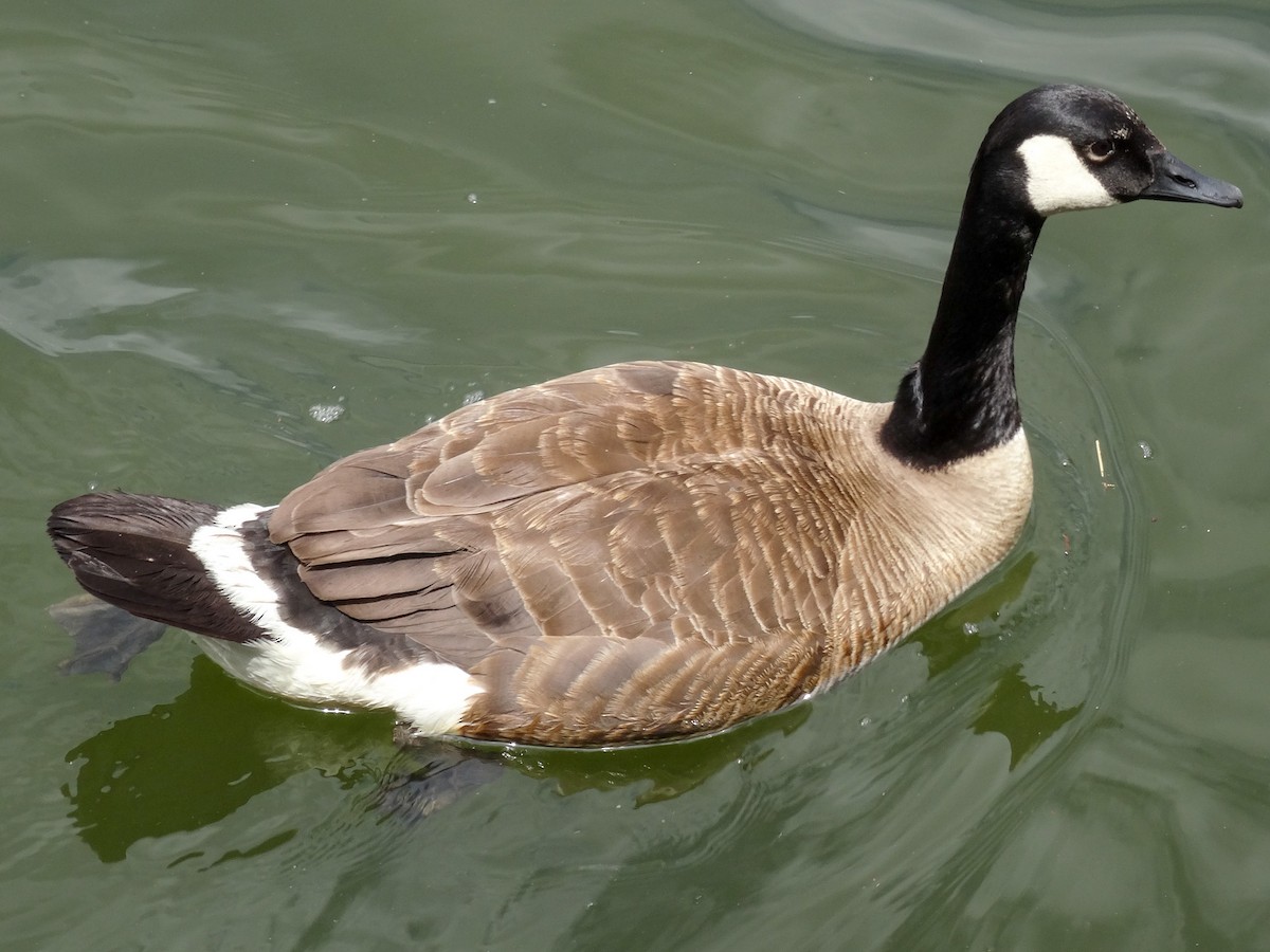 Canada Goose (canadensis Group) - ML621358610