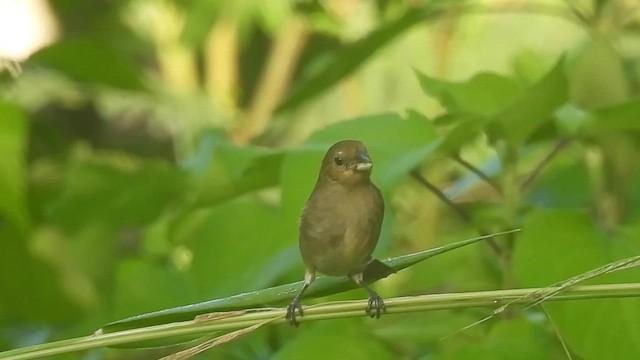 Variable Seedeater - ML621358679