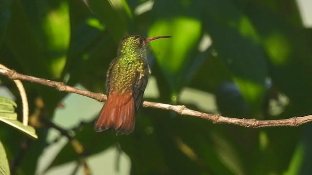 Rufous-tailed Hummingbird - ML621358727