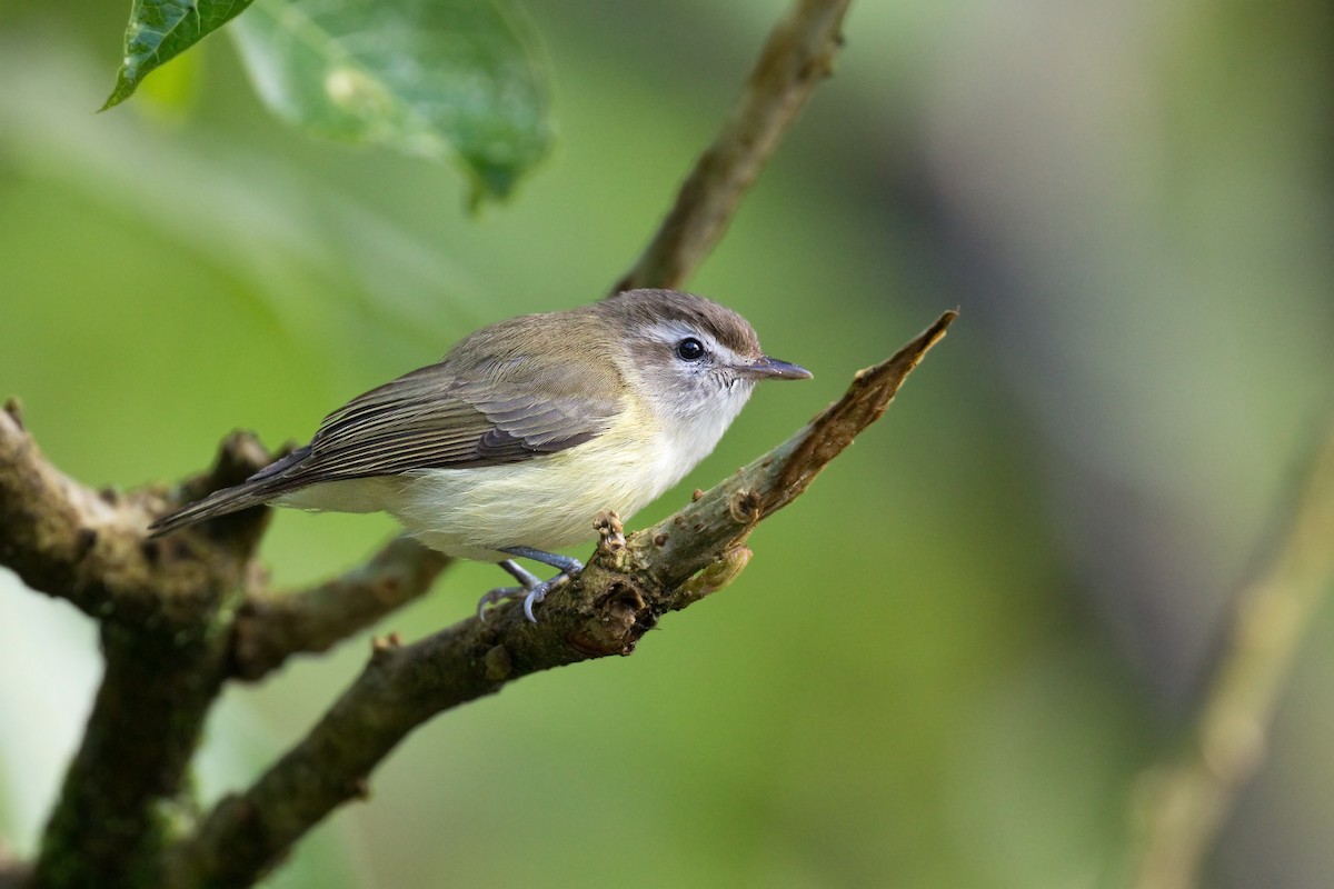 Brown-capped Vireo - ML621358737