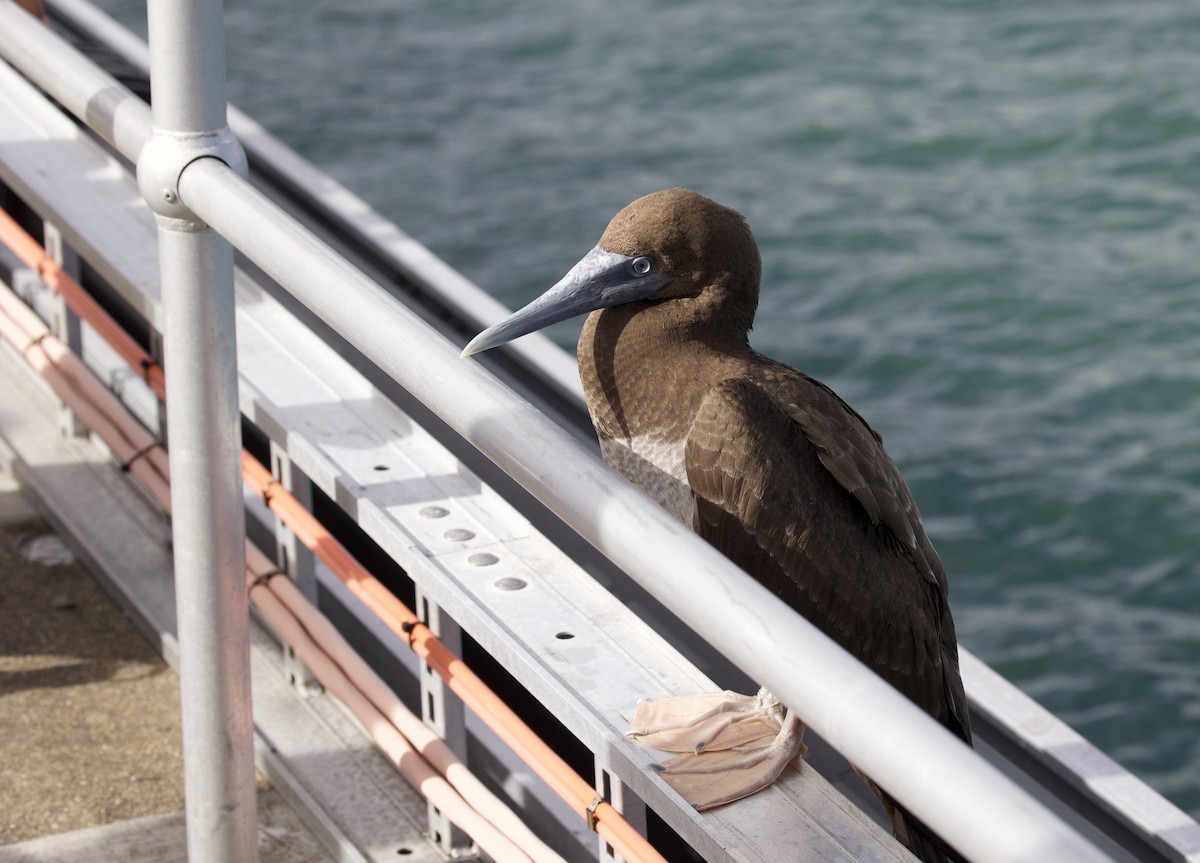 Brown Booby - ML621358739
