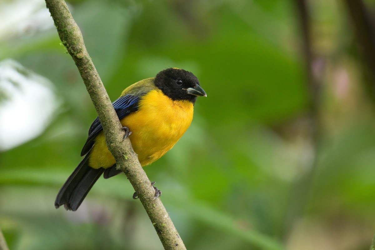 Black-chinned Mountain Tanager - ML621358751