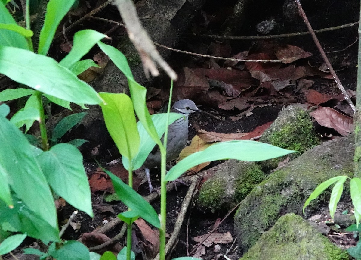 White-throated Quail-Dove - ML621358768