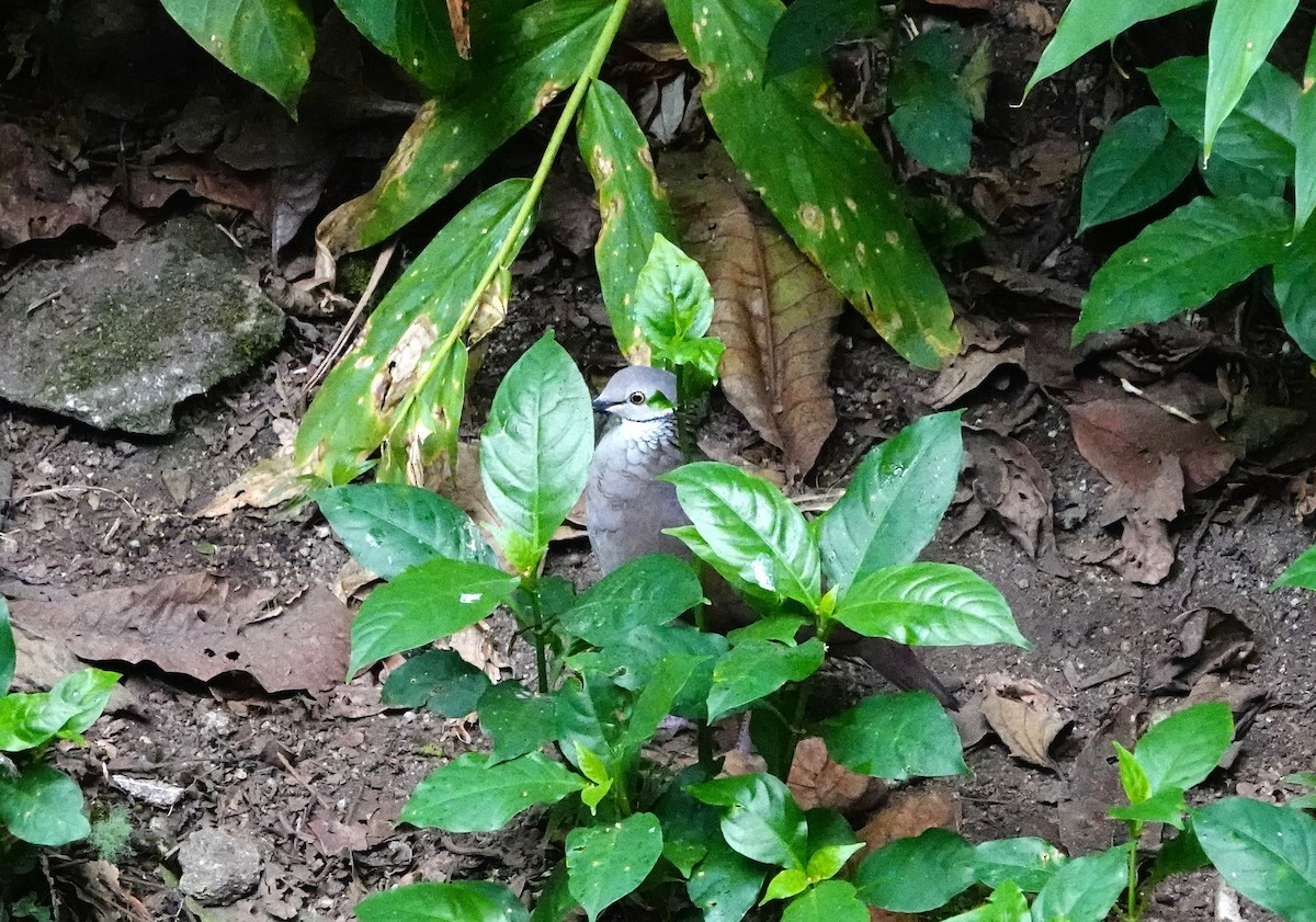 White-throated Quail-Dove - ML621358769