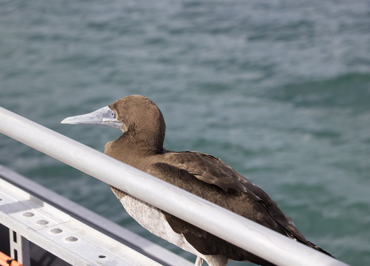 Brown Booby - ML621358782