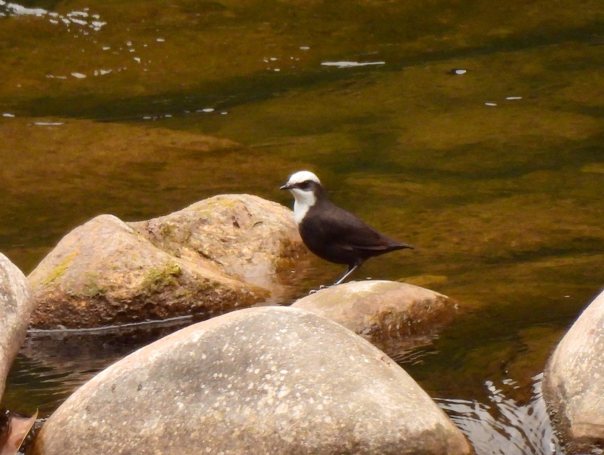 White-capped Dipper - ML621358803