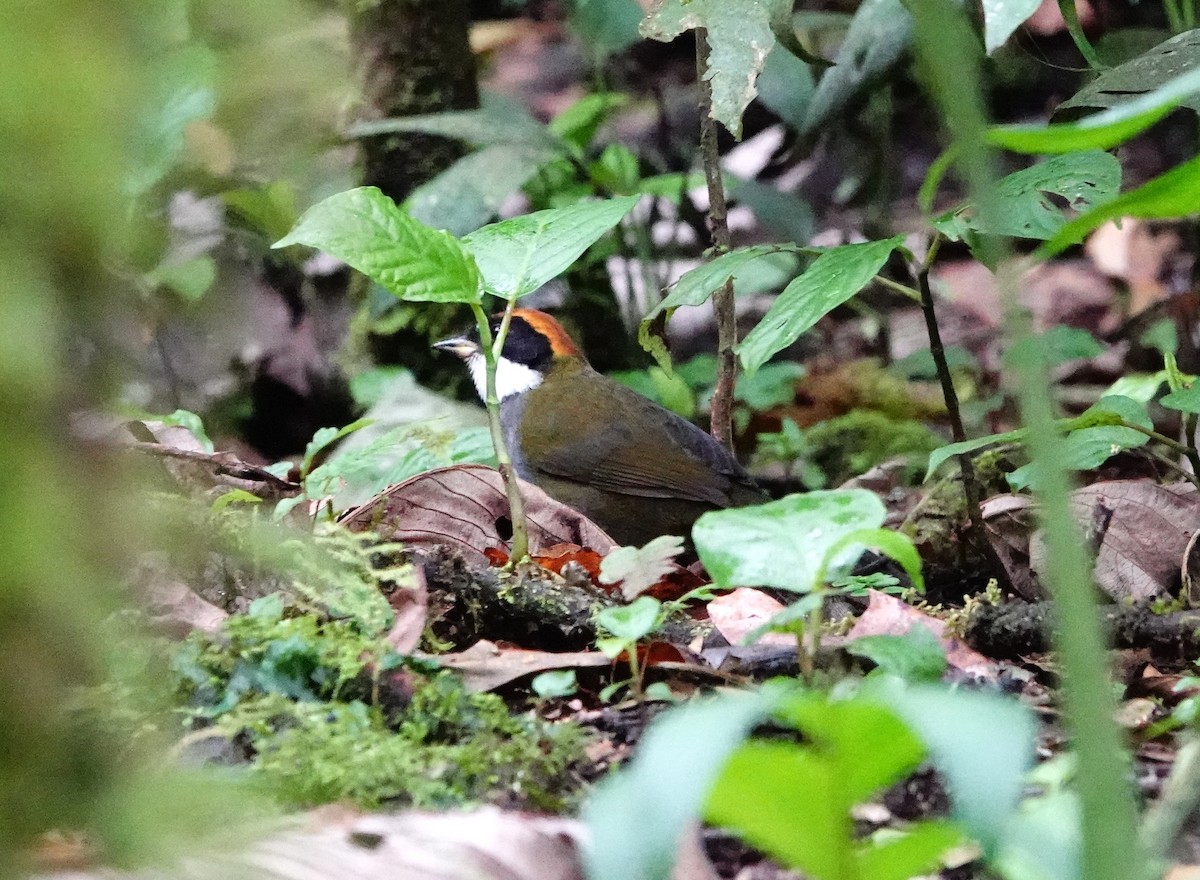 Chestnut-capped Brushfinch - ML621358848