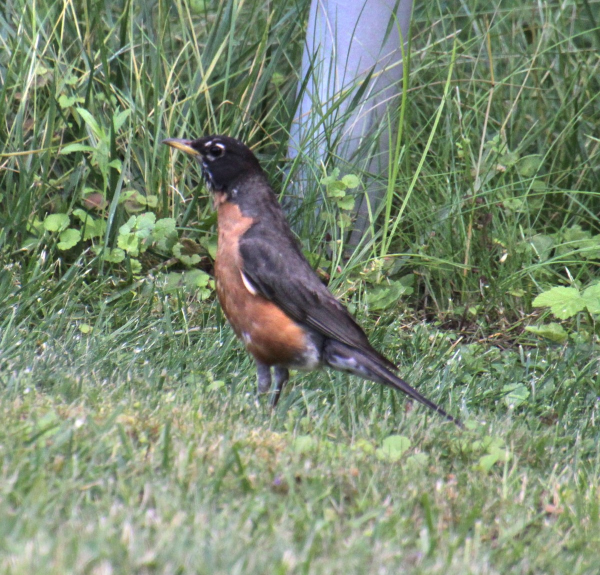 American Robin - ML621358861