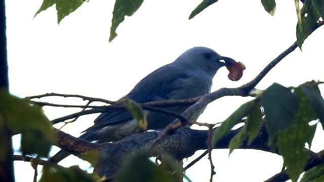 Blue-gray Tanager - ML621358867