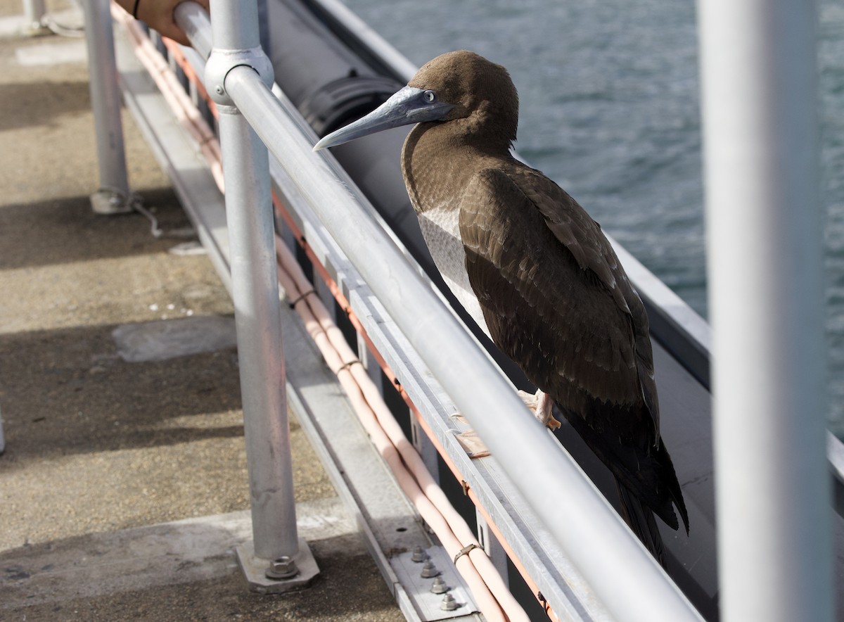 Brown Booby - ML621358872