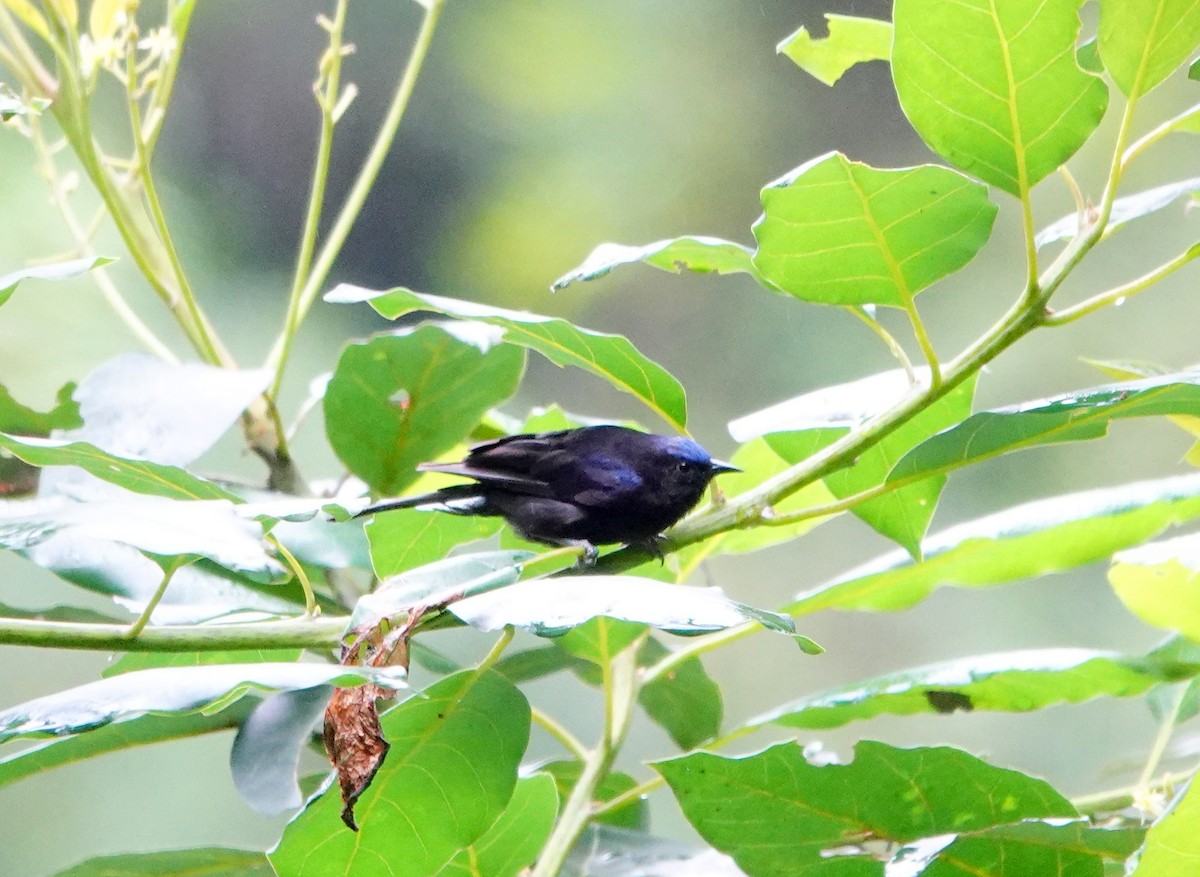 Capped Conebill - ML621358911