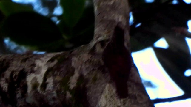 Streak-headed Woodcreeper - ML621359031