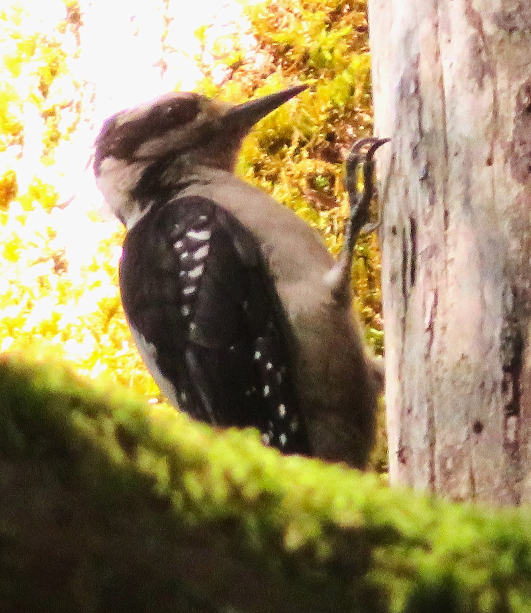 Hairy Woodpecker (Pacific) - ML621359133