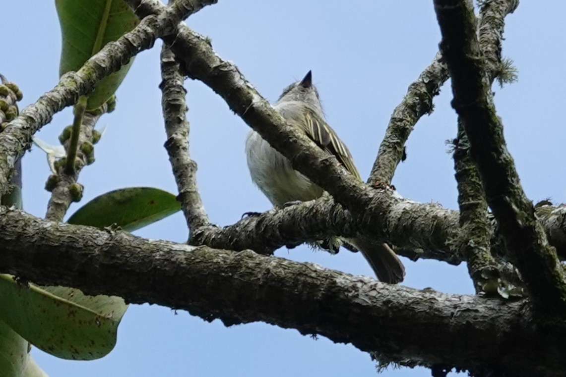 Mistletoe Tyrannulet - ML621359136