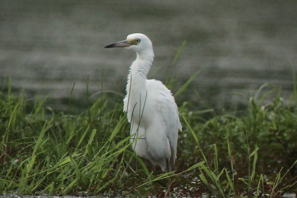 Little Blue Heron - Ty Smith