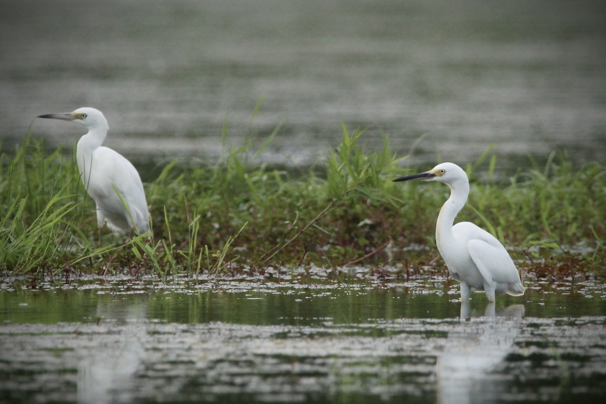 Snowy Egret - ML621359165