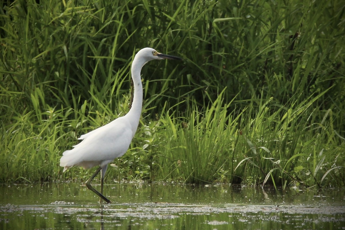 Snowy Egret - ML621359236