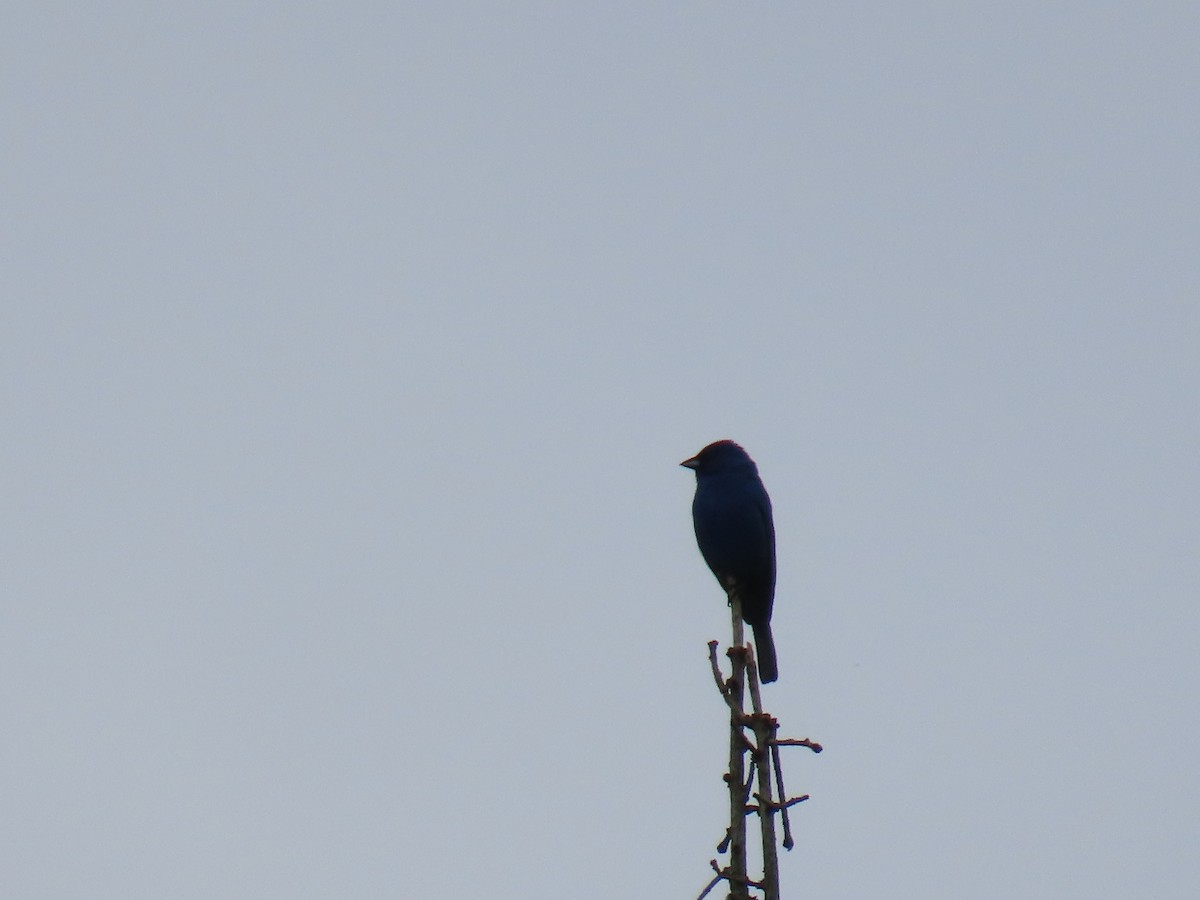 Indigo Bunting - ML621359238