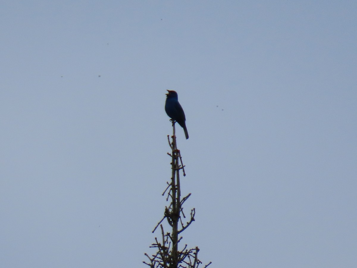 Indigo Bunting - Greg Keast