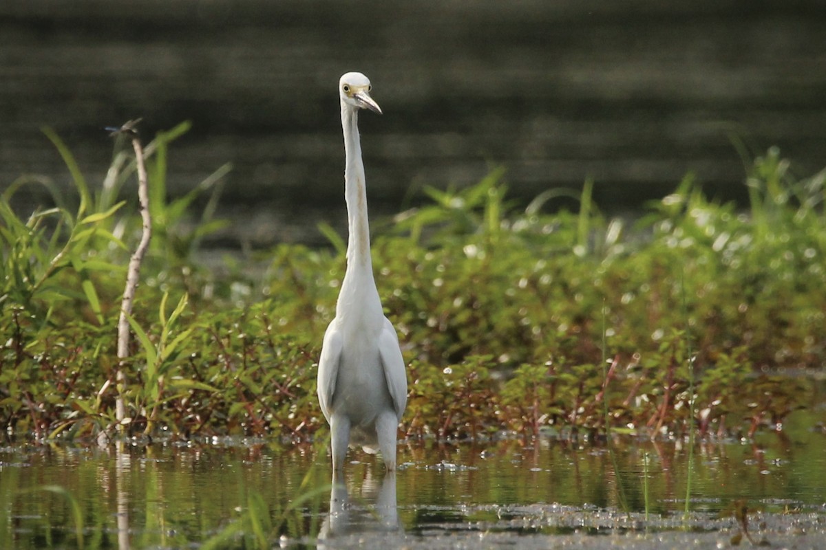 Snowy Egret - ML621359266