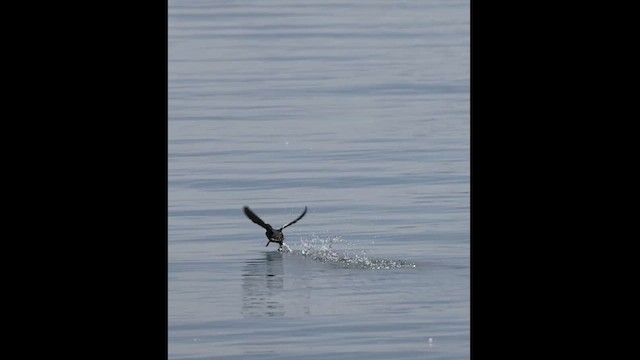 Pigeon Guillemot - ML621359269