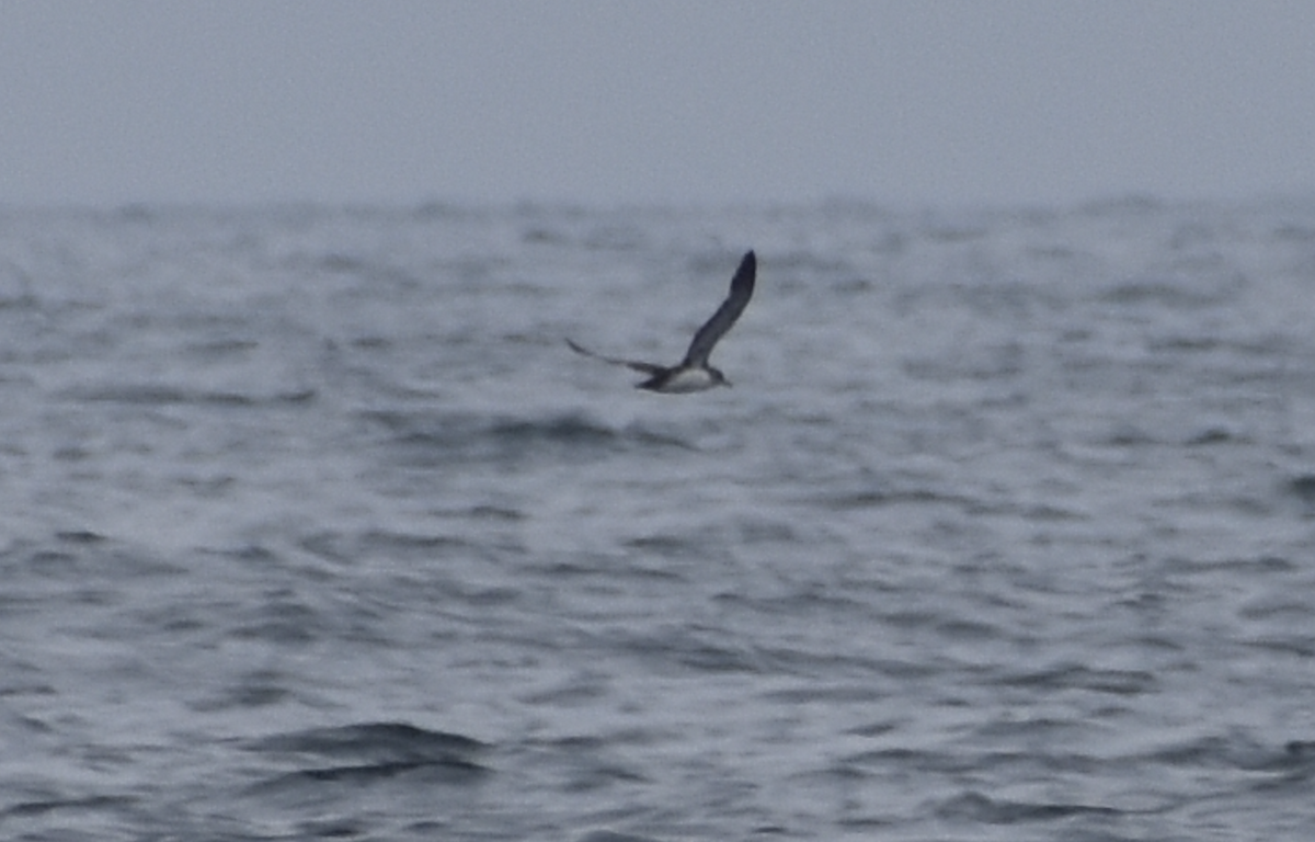 Pink-footed Shearwater - ML621359287