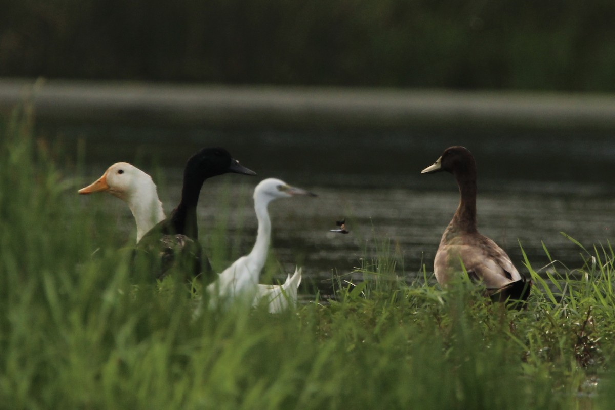 Mallard (Domestic type) - ML621359291